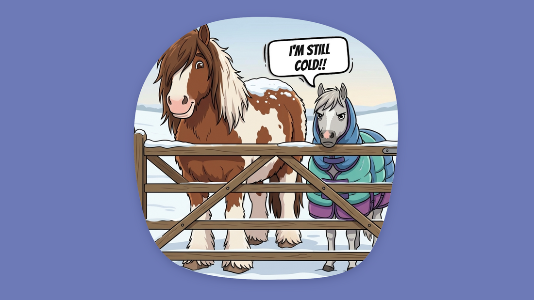 A cartoon on a snowy day of a big hairy cob standing happily with no rug on beside a skinny little Welsh pony bundled up in rugs, grumpily saying I'm still cold.