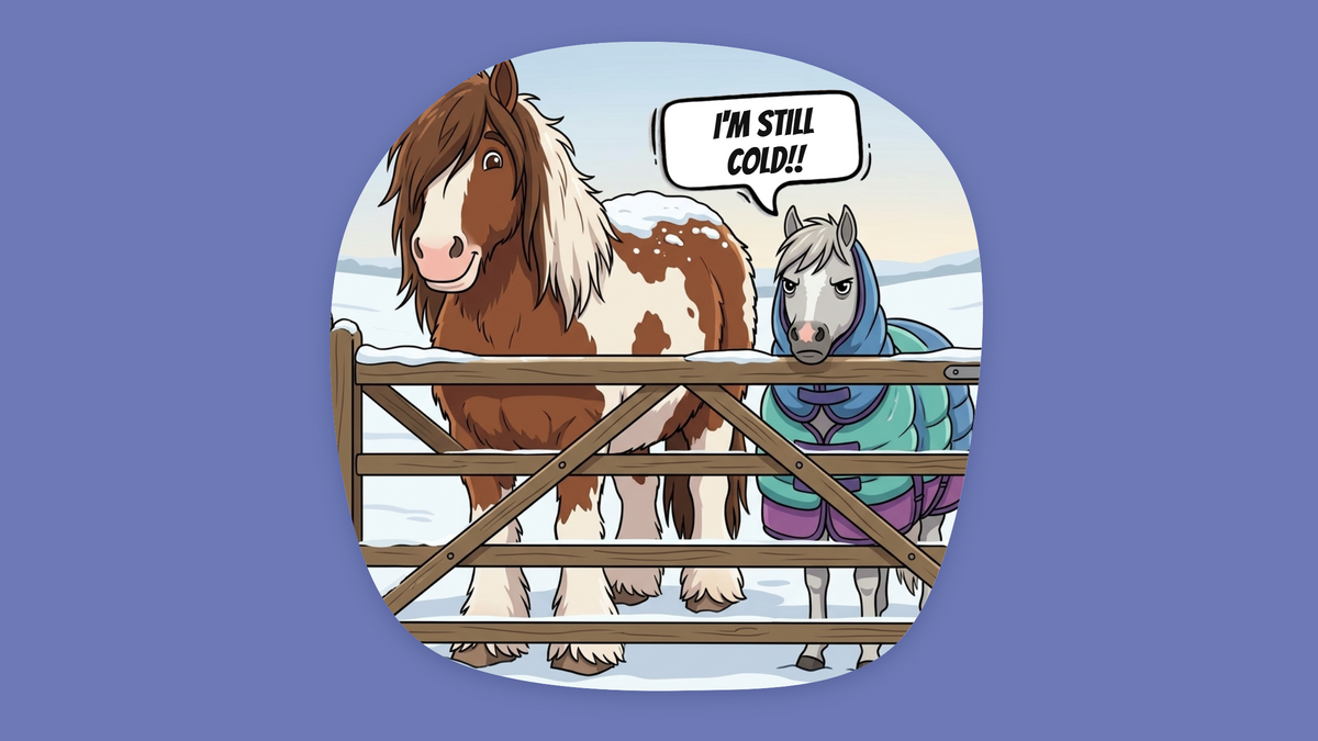 A cartoon on a snowy day of a big hairy cob standing happily with no rug on beside a skinny little Welsh pony bundled up in rugs, grumpily saying I'm still cold.