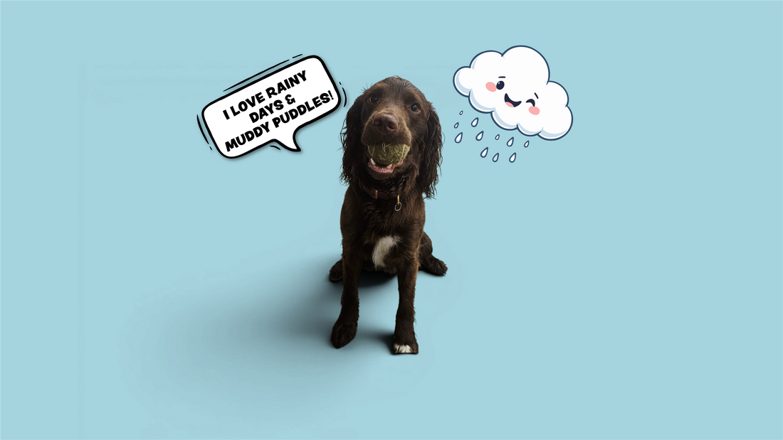 Photo of a wet brown spaniel holding a tennis ball in his mouth in the rain, beside a smiling rain cloud illustration, with a speech bubble reading 'I love rainy days & muddy puddles!'