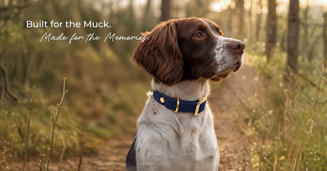 Spaniel wearing a navy BioThane collar on a woodland walk — built for the muck, made for the memories