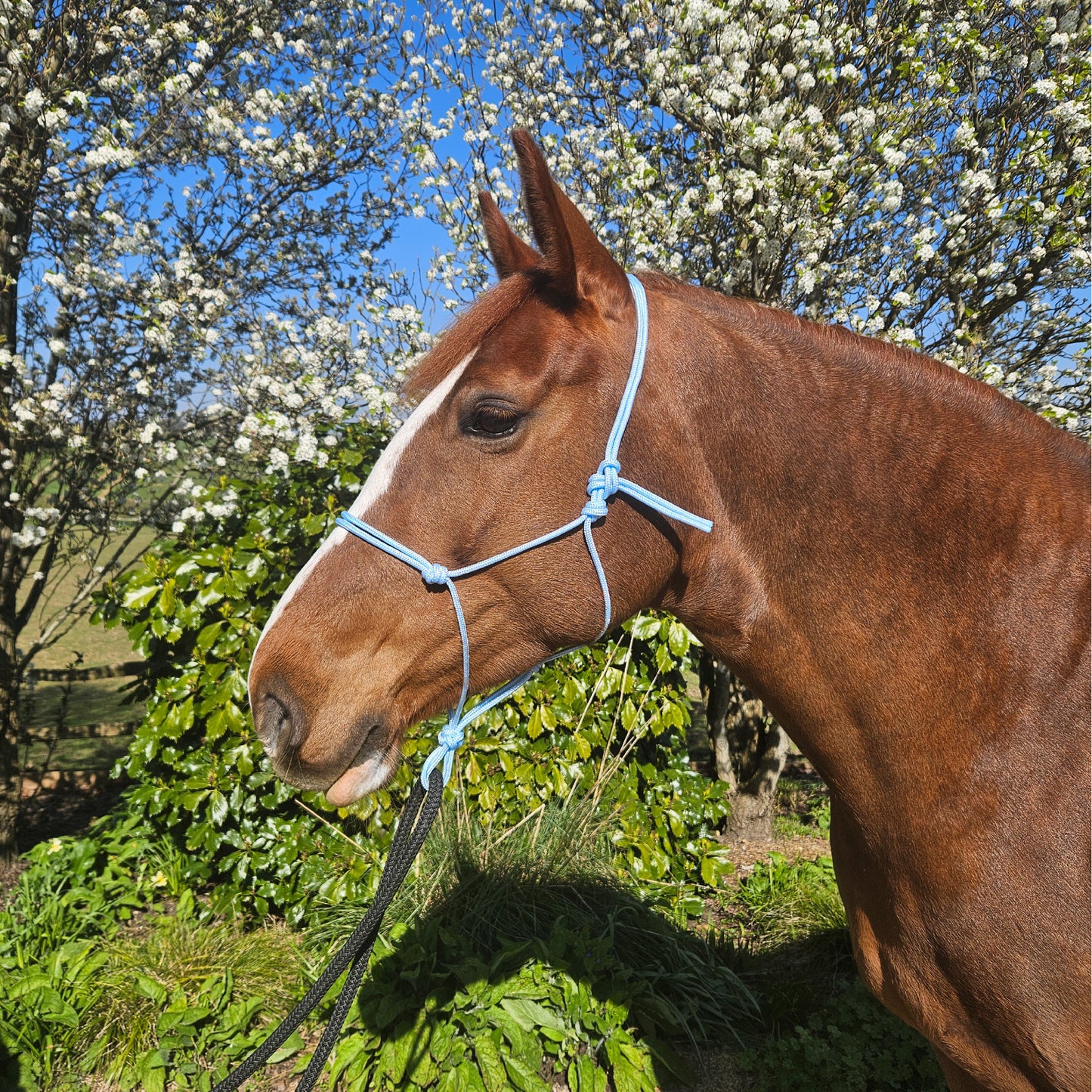 Brown horse with a sky blue rope halter standing in a field with trees in the background