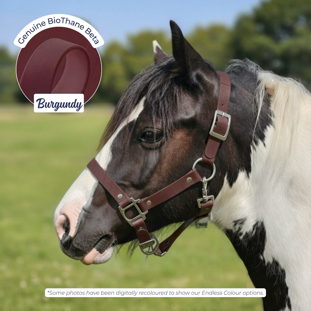 Waterproof BioThane Headcollar in Burgundy on a piebald horse, digitally recoloured to show the colour option.