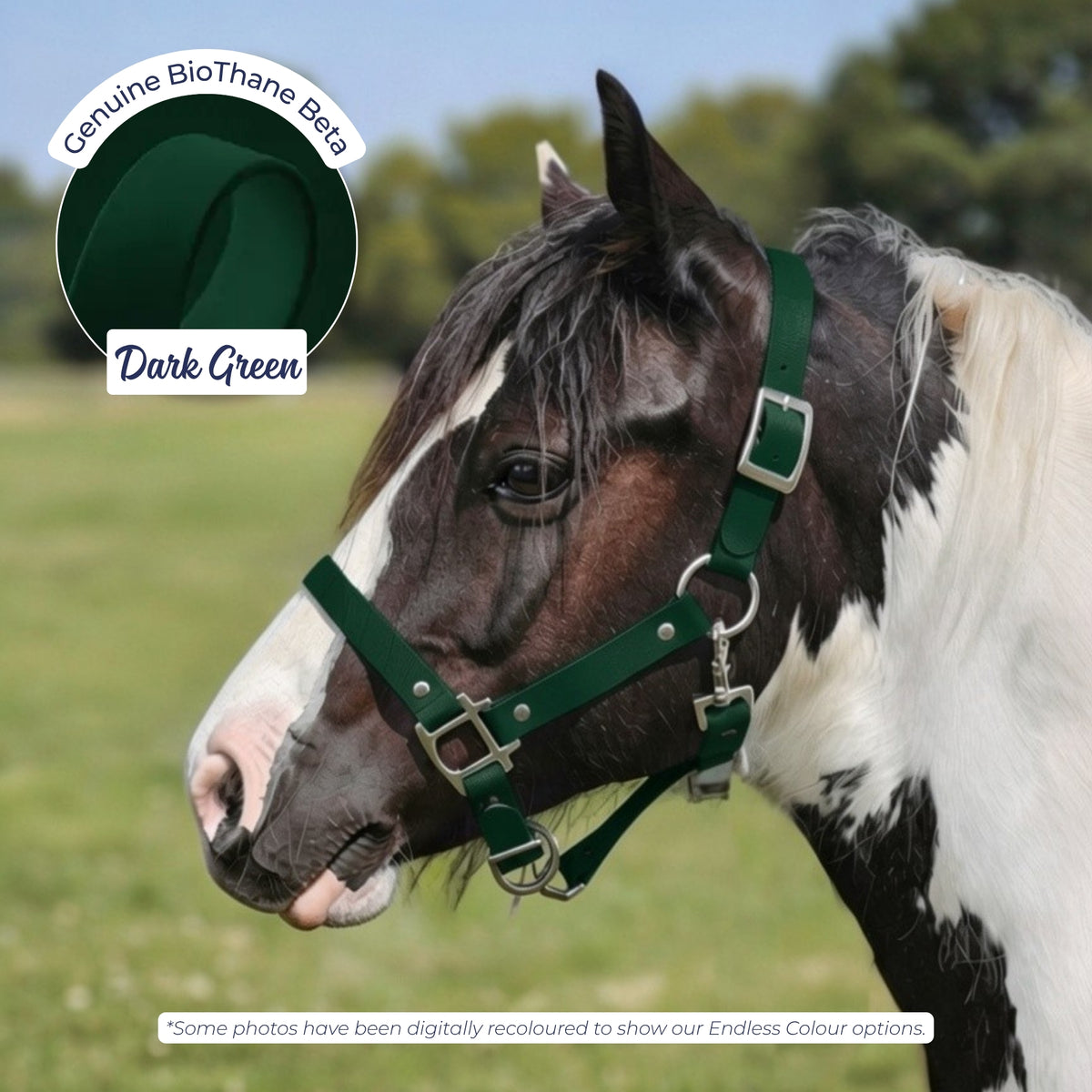 Waterproof BioThane Headcollar in Dark Green on a piebald horse, digitally recoloured to show the colour option.