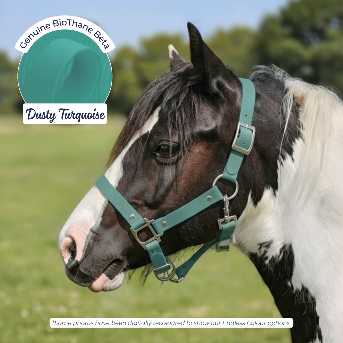 Waterproof BioThane Headcollar in Dusty Turquoise on a piebald horse, digitally recoloured to show the colour option.
