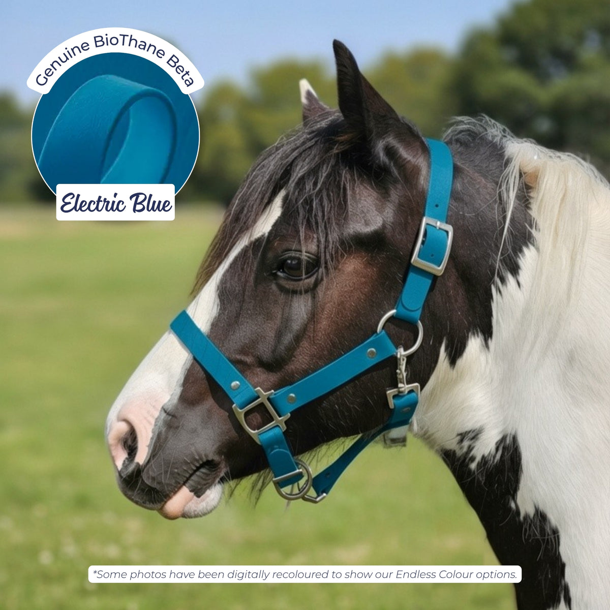 Waterproof BioThane Headcollar in Electric Blue on a piebald horse, digitally recoloured to show the colour option.