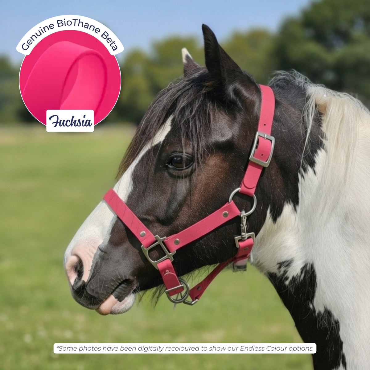 Waterproof BioThane Headcollar in Fuchsia on a piebald horse, digitally recoloured to show the colour option.