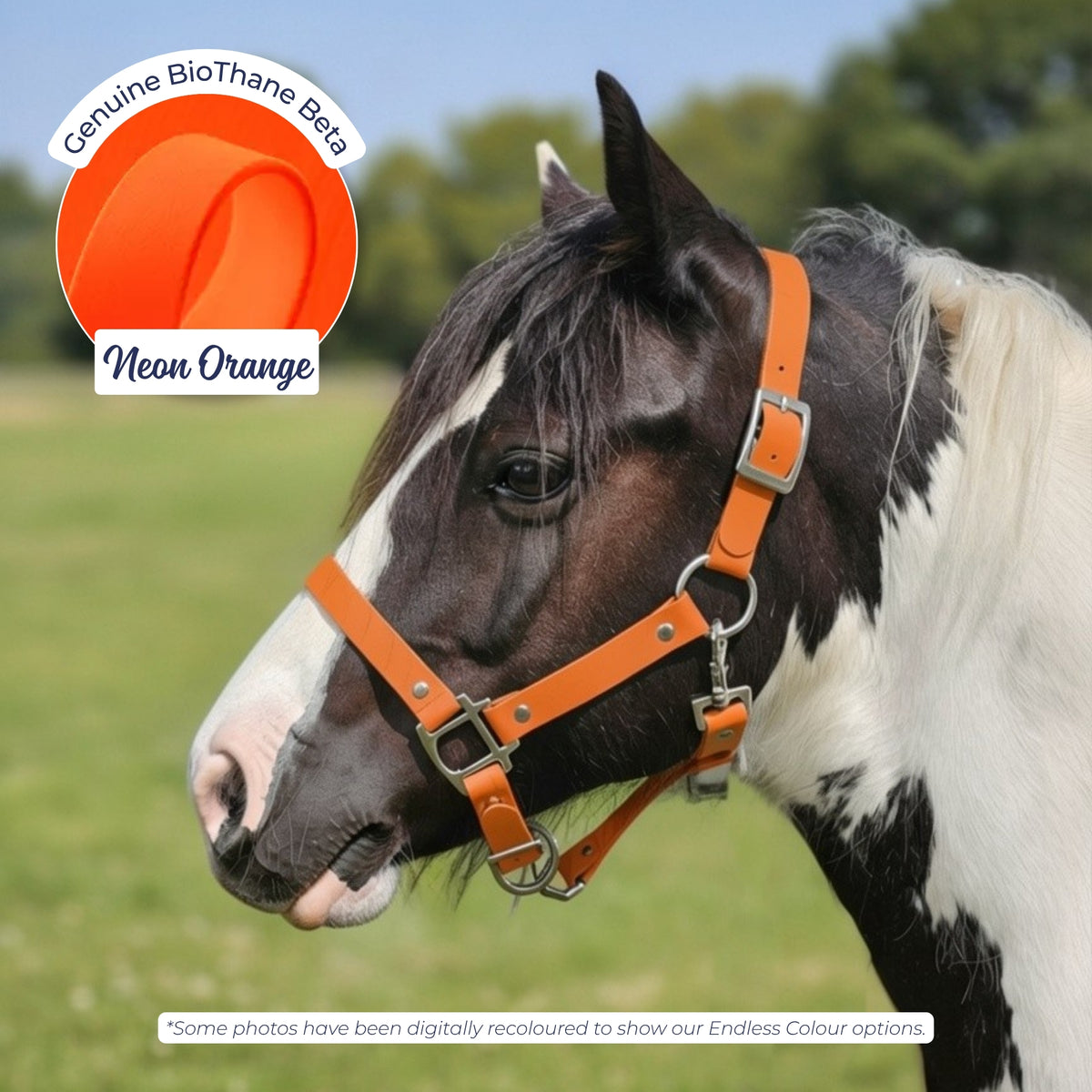 Waterproof BioThane Headcollar in Neon Orange on a piebald horse, digitally recoloured to show the colour option.