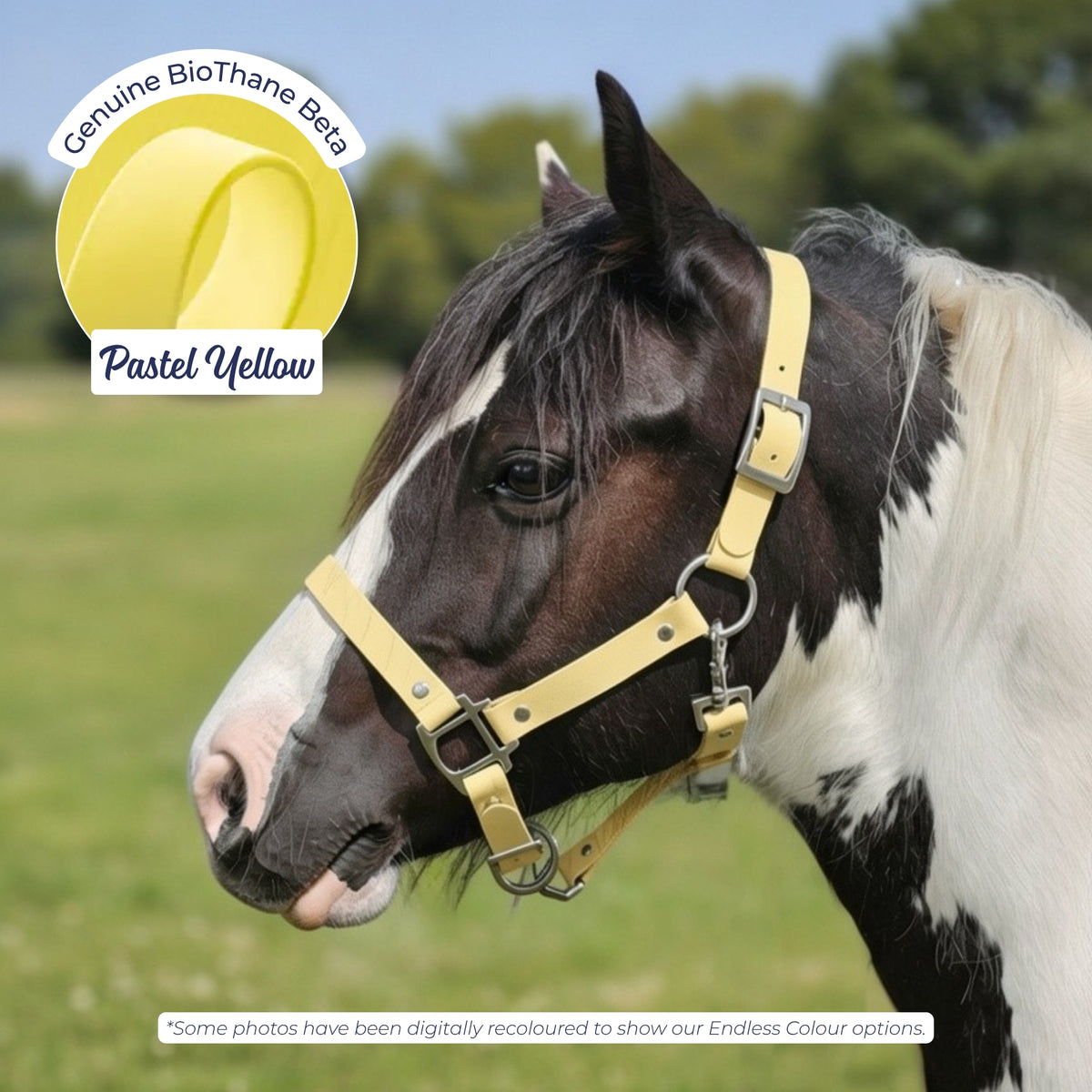 Waterproof BioThane Headcollar in Pastel Yellow on a piebald horse, digitally recoloured to show the colour option.