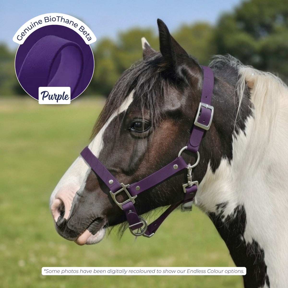 Waterproof BioThane Headcollar in Purple on a piebald horse, digitally recoloured to show the colour option.