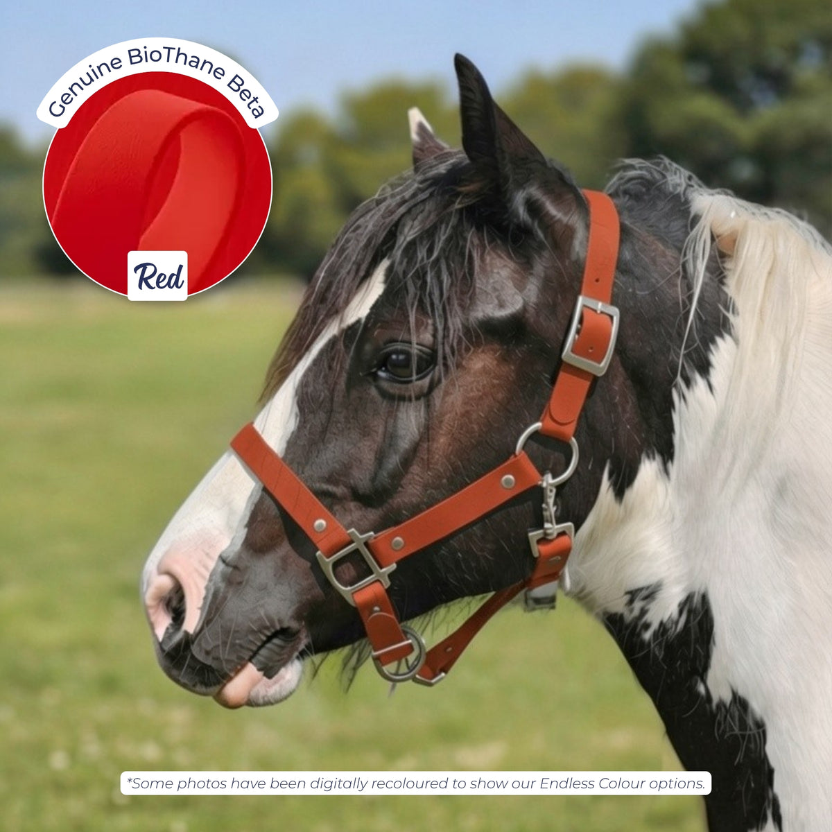 Waterproof BioThane Headcollar in Red on a piebald horse, digitally recoloured to show the colour option.