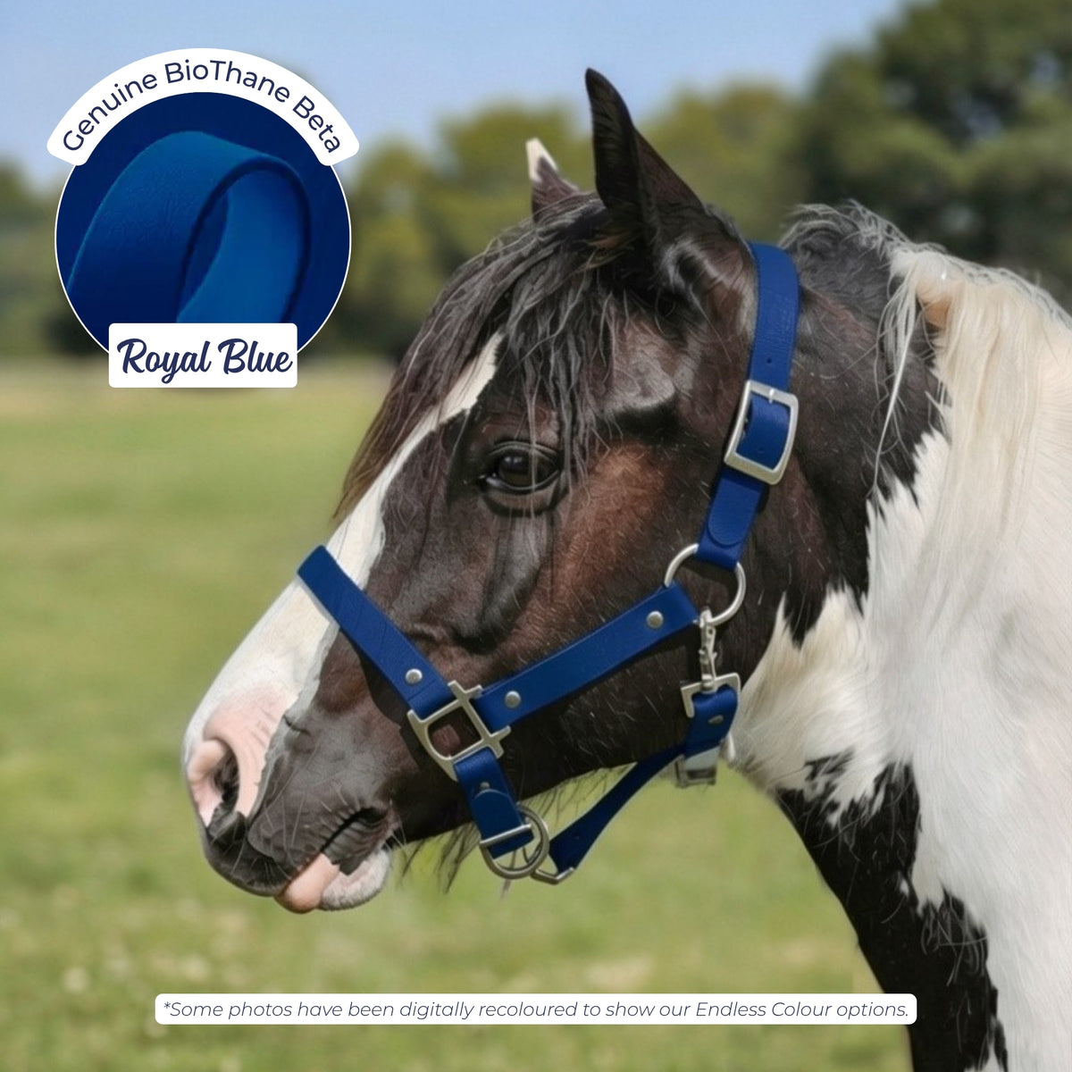Waterproof BioThane Headcollar in Royal Blue on a piebald horse, digitally recoloured to show the colour option.