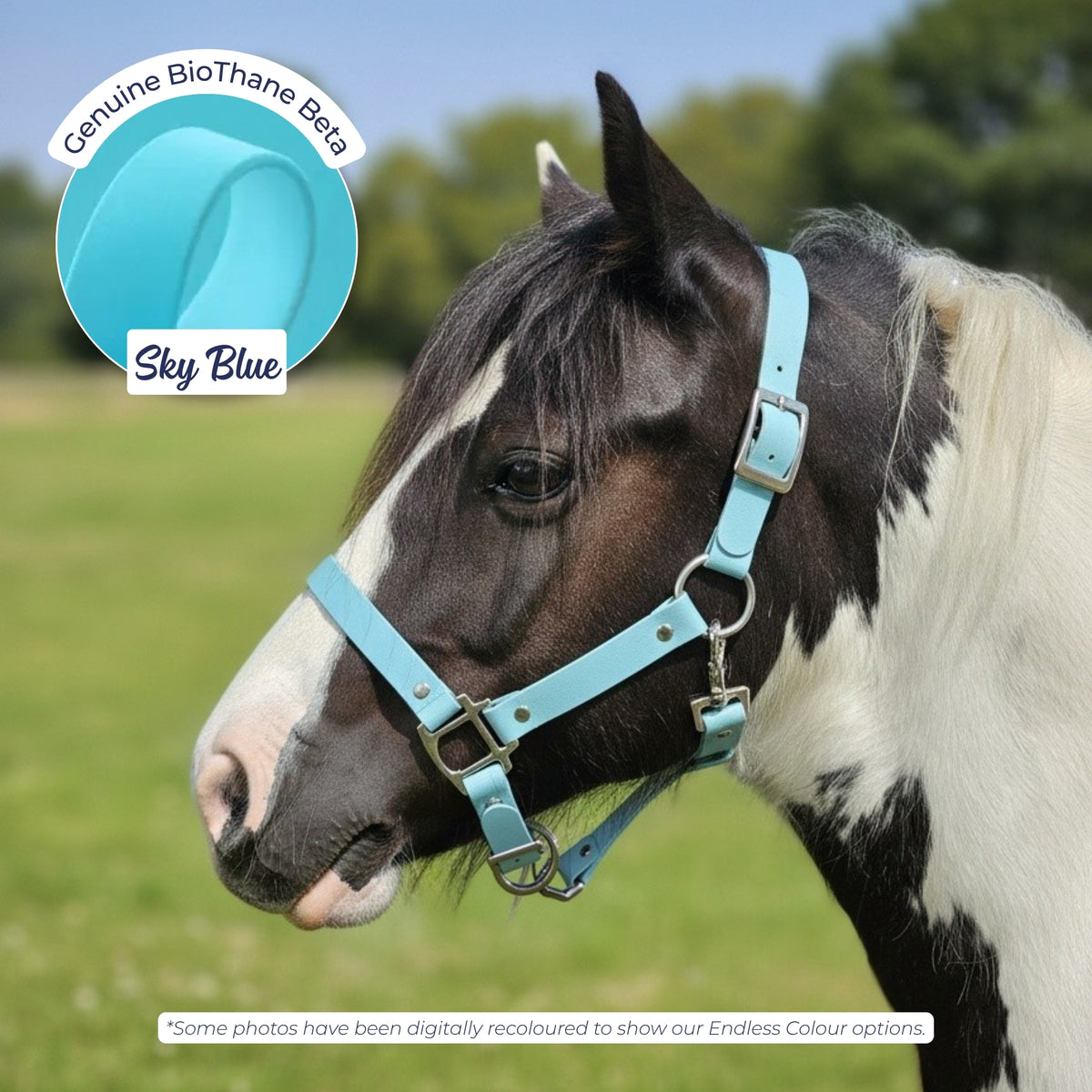 Waterproof BioThane Headcollar in Sky Blue on a piebald horse, digitally recoloured to show the colour option.