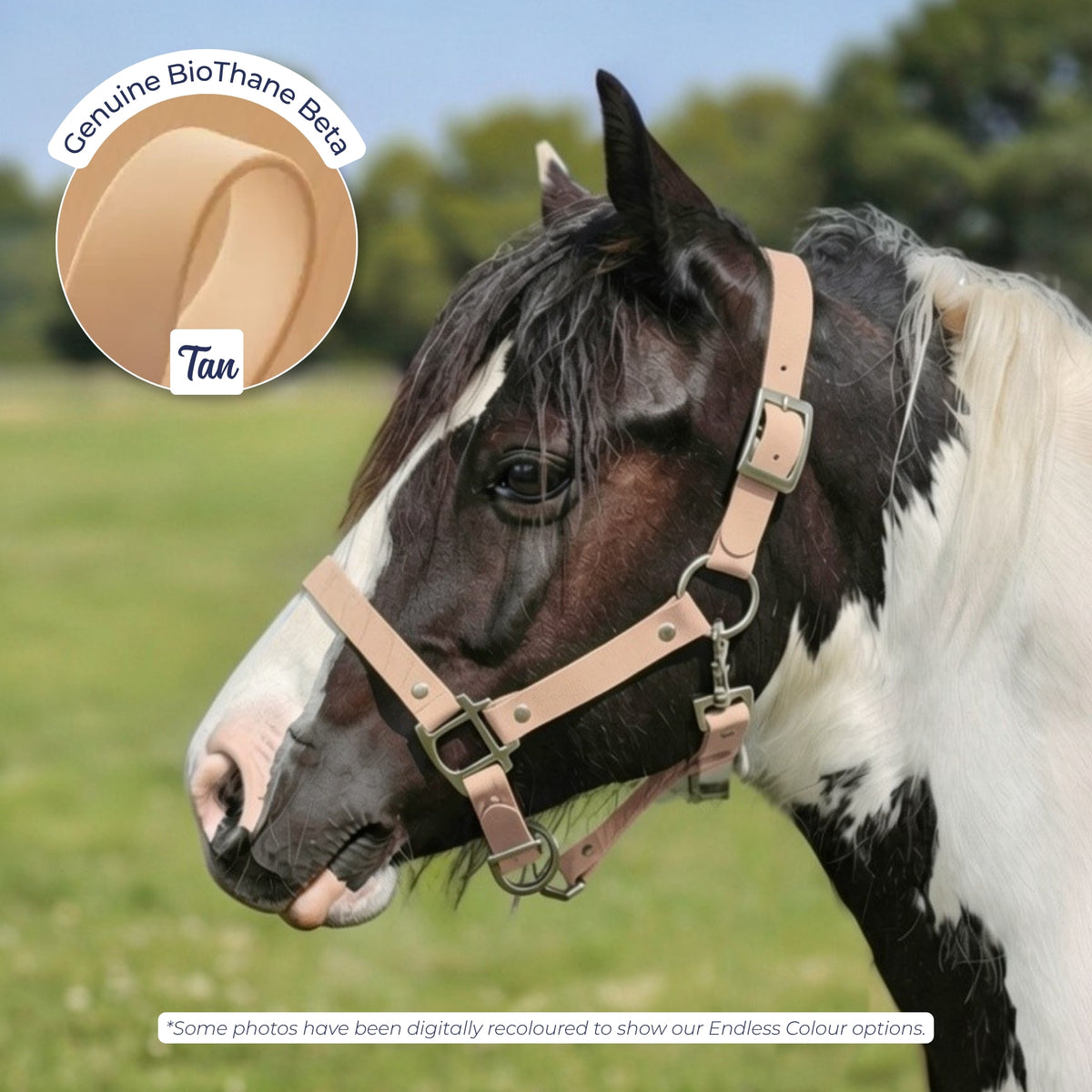 Waterproof BioThane Headcollar in Tan on a piebald horse, digitally recoloured to show the colour option.