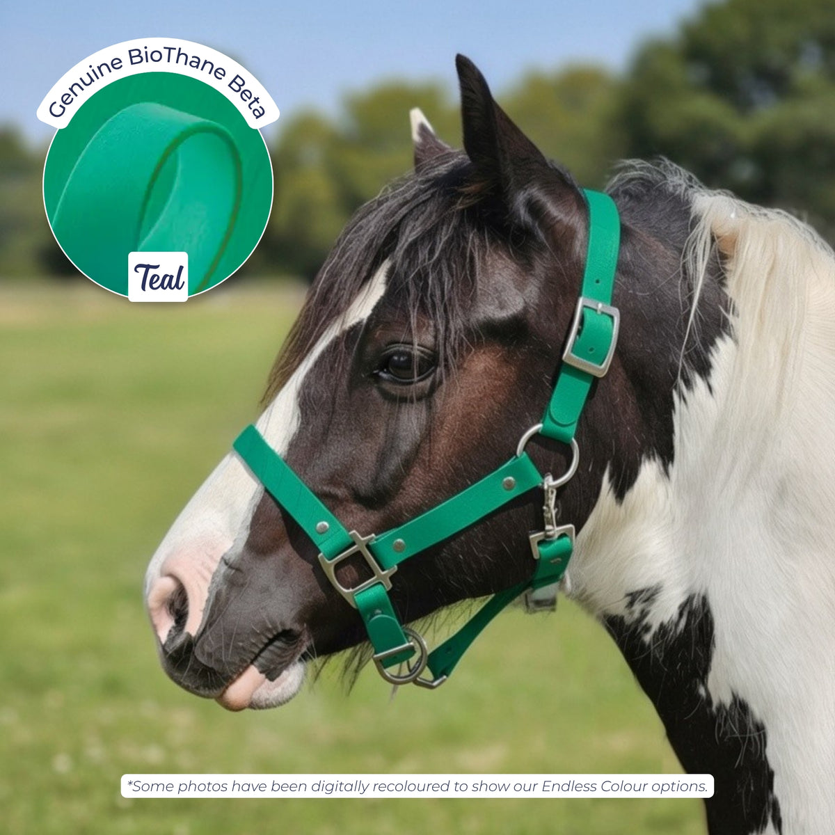 Waterproof BioThane Headcollar in Teal on a piebald horse, digitally recoloured to show the colour option.