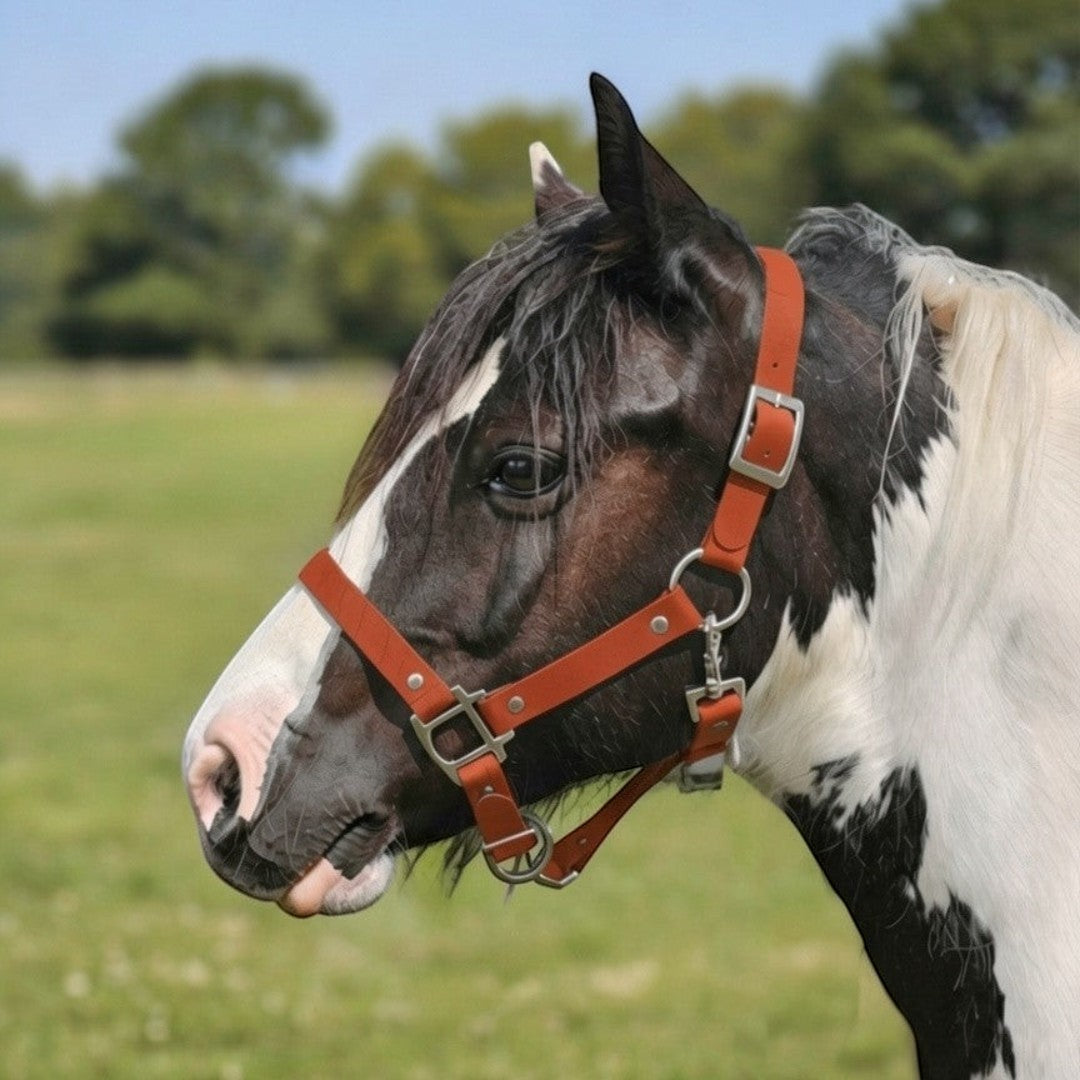 Ponies and Pups waterproof tan BioThane horse headcollar on a piebald horse in a field