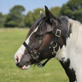 Ponies and Pups black waterproof BioThane horse headcollar with silver buckles on a piebald horse in a field.