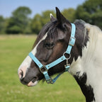 Handmade waterproof BioThane horse headcollar, made to order in 21+ colours with a substantial 25mm strap (shown in light blue).