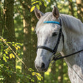 Handmade braided paracord and BioThane browband, made to order in up to three Endless Colours (shown in bright blue on a dapple grey horse).