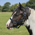 Ponies and Pups navy blue waterproof BioThane horse headcollar on a piebald horse in a field