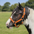 Ponies and Pups orange waterproof BioThane horse headcollar on a piebald horse in a field