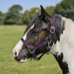 Ponies and Pups purple waterproof BioThane horse headcollar on a piebald pony in a field