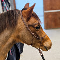 Ponies and Pups All Weather 6mm Rope Halter in brown, hand-knotted from PPM rope for silent communication with horses.