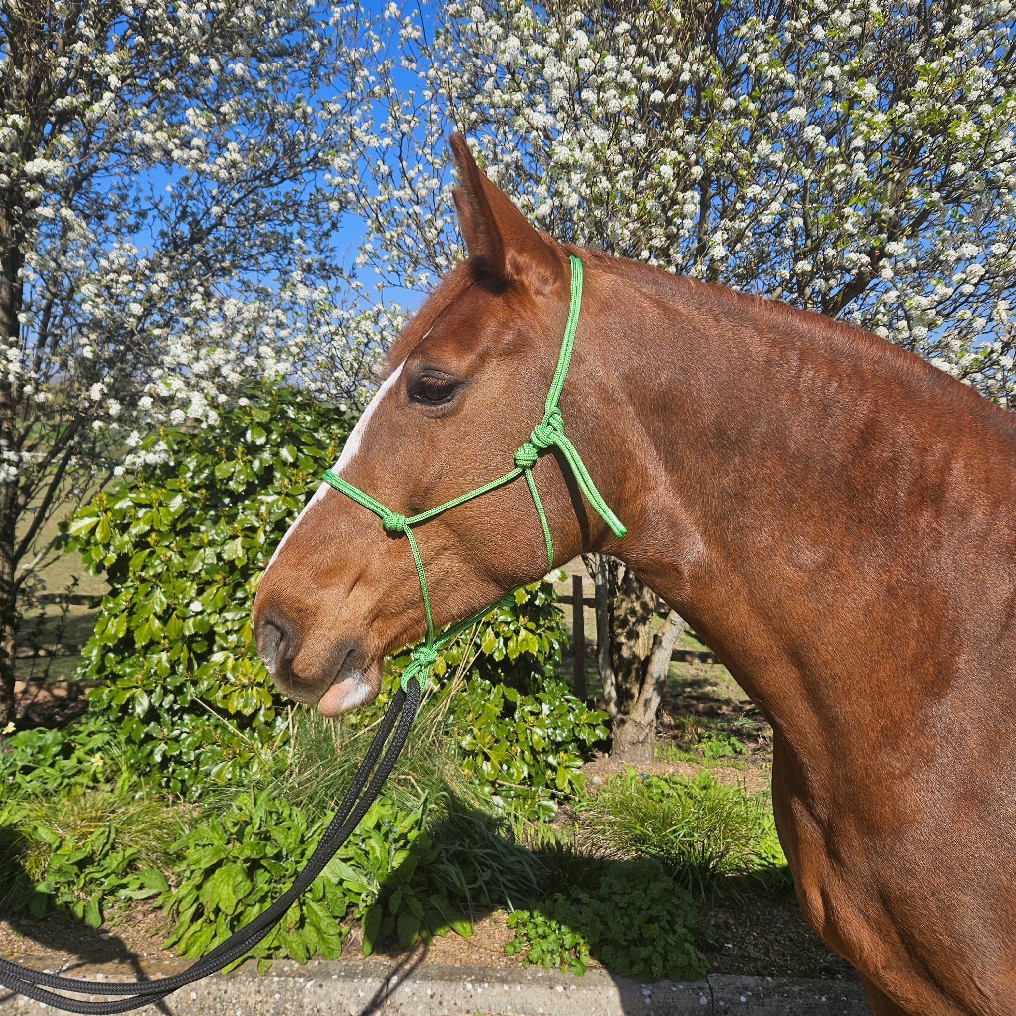 Ponies and Pups All Weather 6mm Rope Halter in bright green, worn by a chestnut horse with a white blaze.