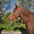 Ponies and Pups orange 6mm rope halter on a brown horse with a white blaze, outdoors with flowering trees.