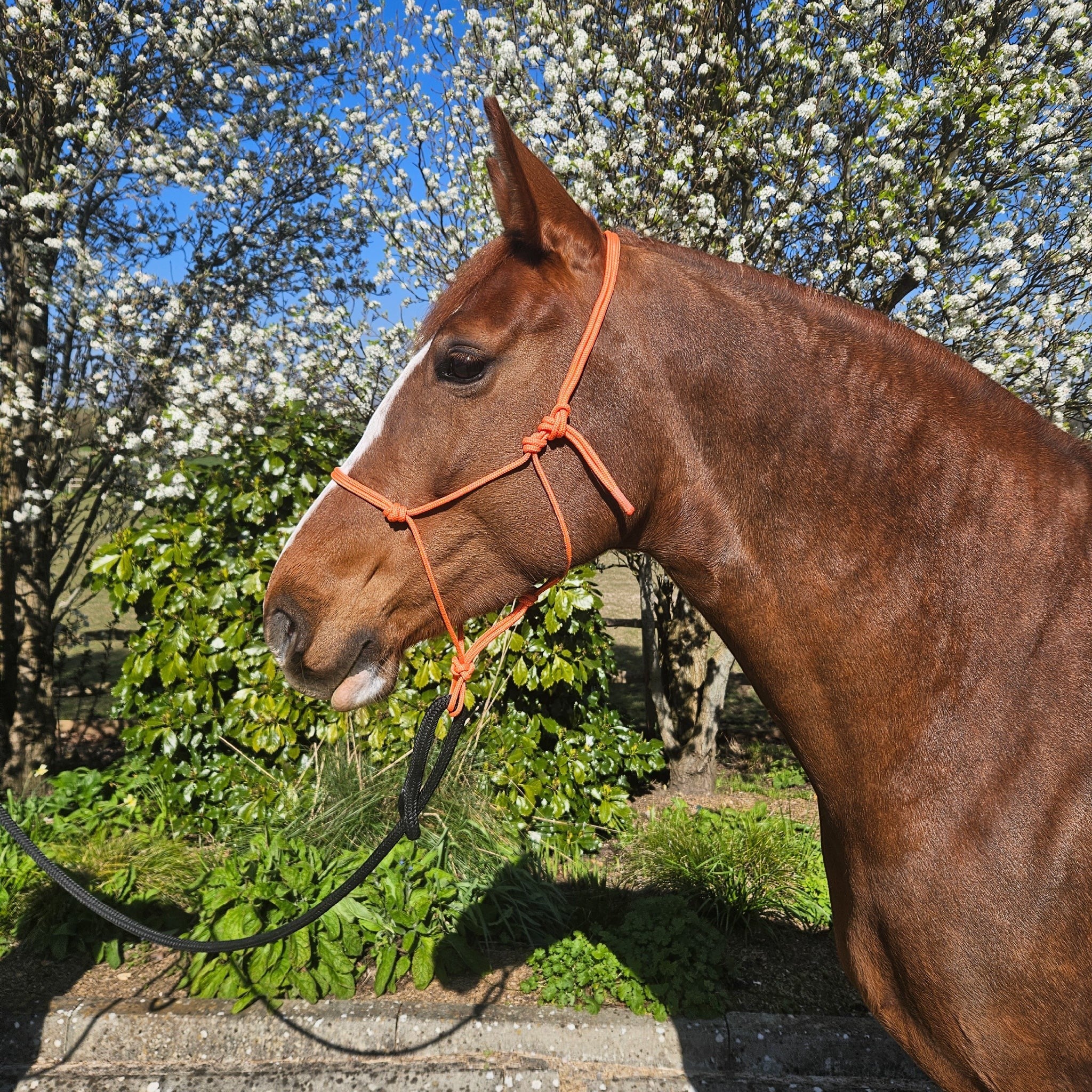 Ponies and Pups orange 6mm rope halter on a brown horse with a white blaze, outdoors with flowering trees.