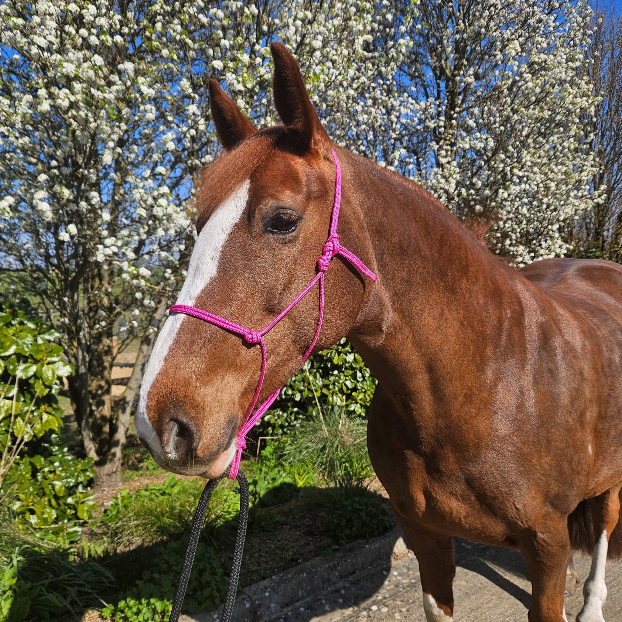 Ponies and Pups bright pink 6mm rope halter on a chestnut horse with a white blaze, outdoors with blooming trees.