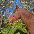 Ponies and Pups red 6mm rope halter on a brown horse with a white blaze, outdoors with blooming trees.