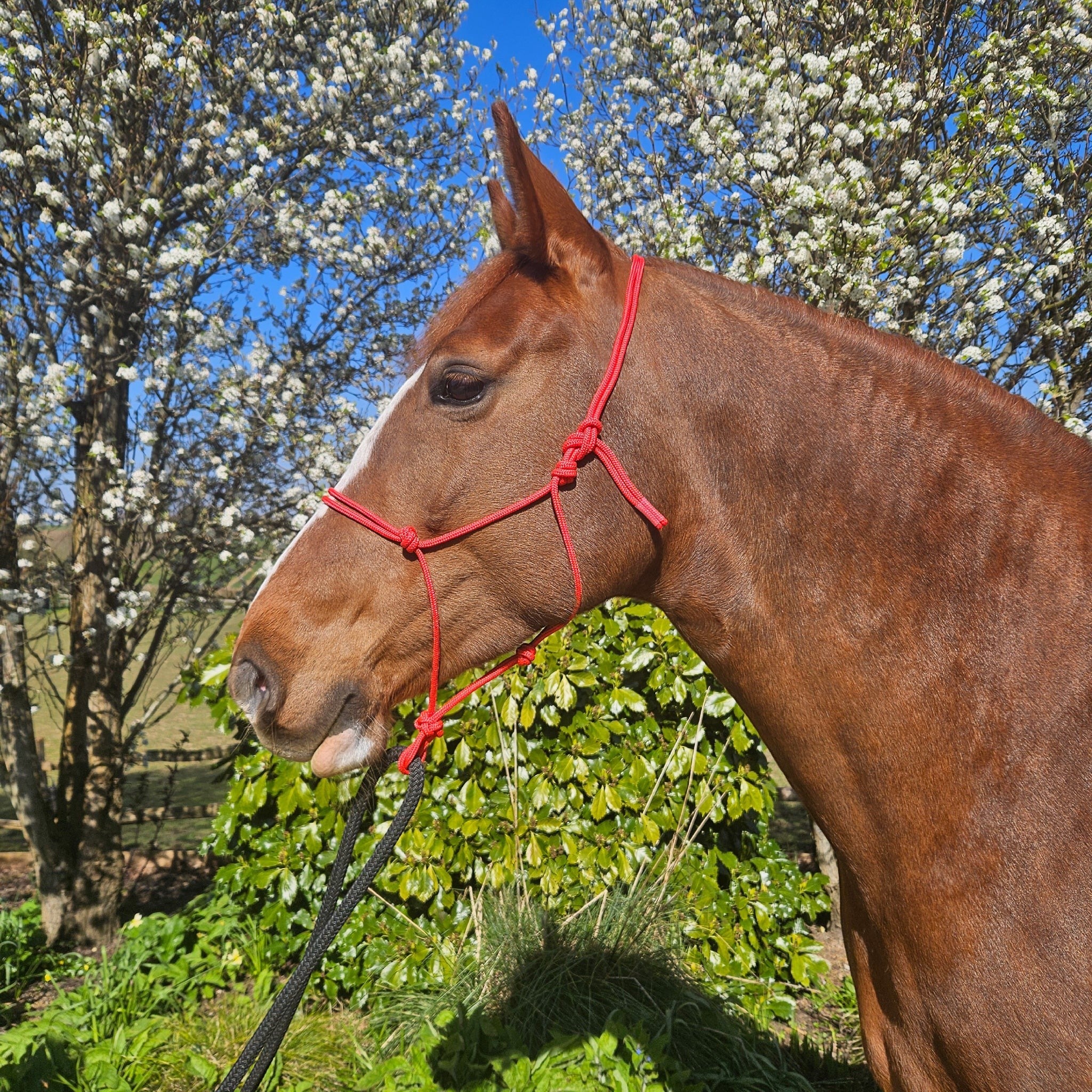Ponies and Pups red 6mm rope halter on a brown horse with a white blaze, outdoors with blooming trees.