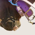 Rein Ready | Bitless Headcollar Adapter