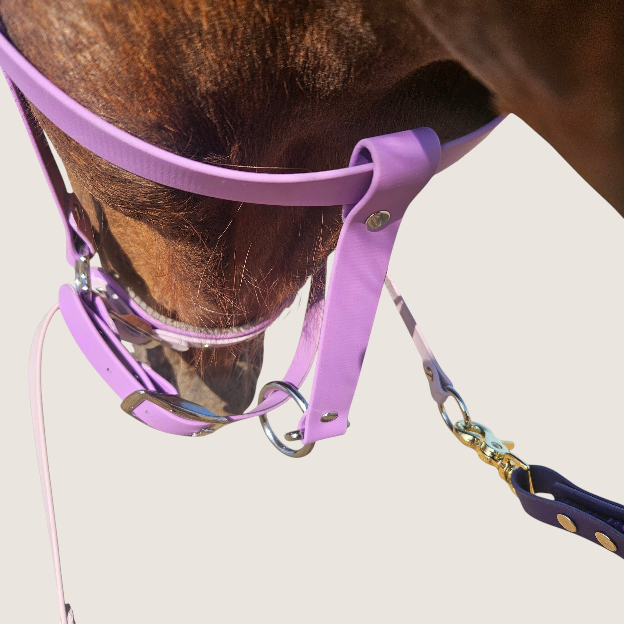 Rein Ready | Bitless Headcollar Adapter