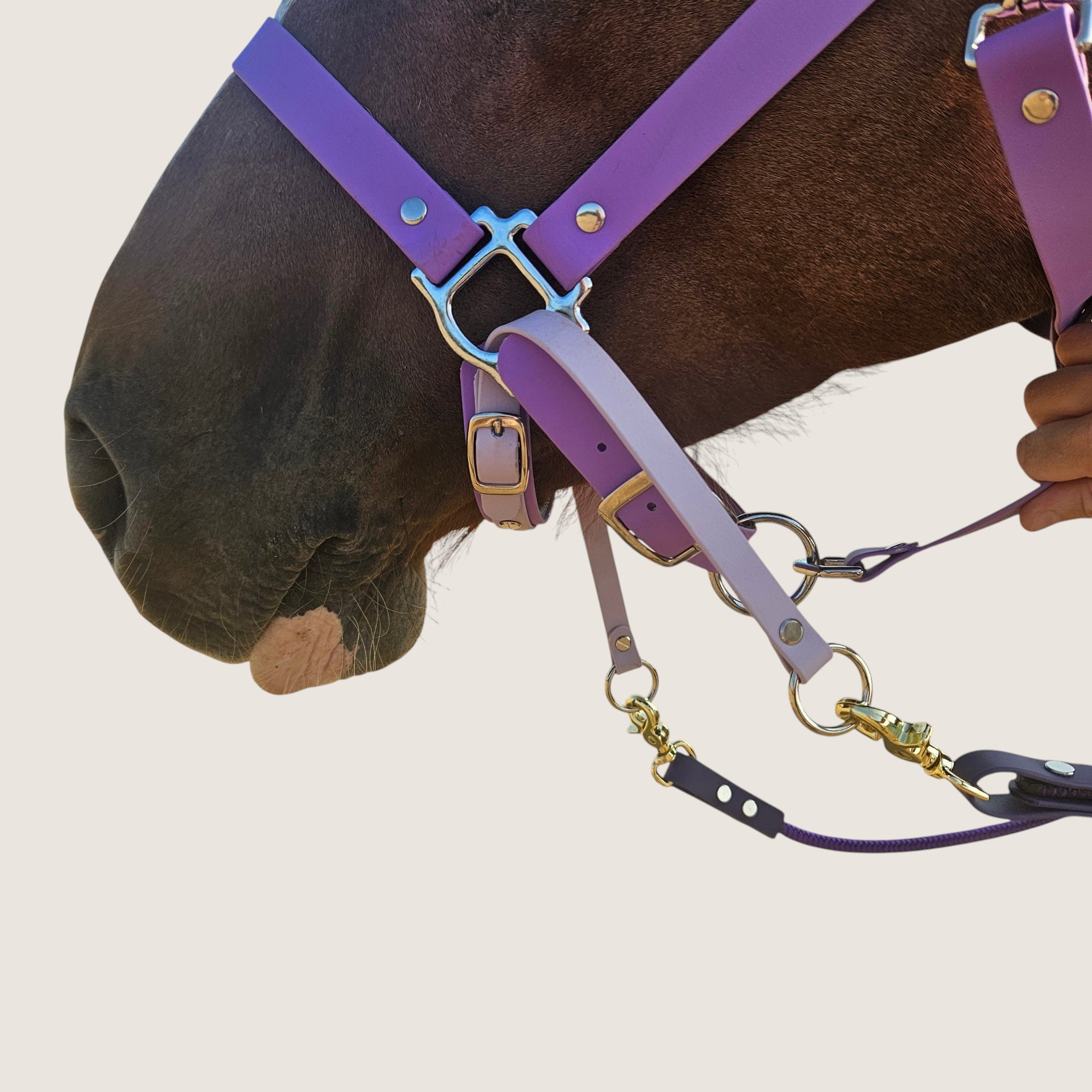 A chestnut horse's head in profile, wearing a pastel purple BioThane headcollar fitted with a Rein Ready bitless adapter — the rein connectors threaded through the headcollar and buckled under the chin, with the reins clipped to the O-rings.